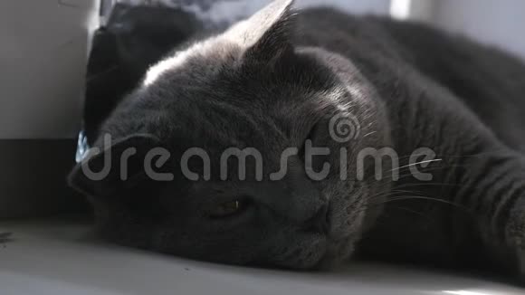 高贵骄傲的猫躺在窗台上带有蓝灰色毛皮的英国海滨视频的预览图