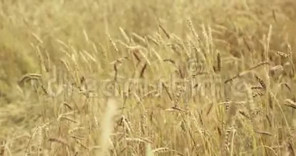麦田被风抚过一大堆麦子都结了4K视频的预览图