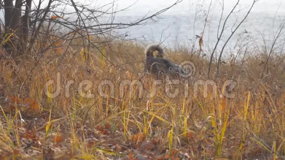 犬种西伯利亚西部莱卡在干草中狩猎狗捉老鼠视频的预览图