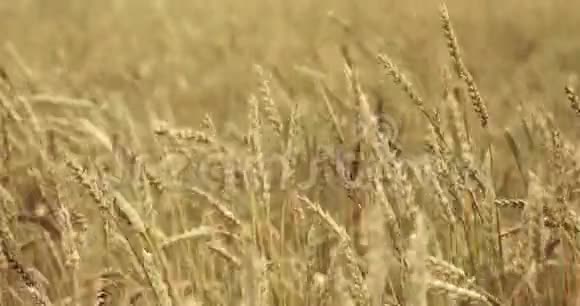 麦田被风抚过一大堆麦子都结了4K视频的预览图