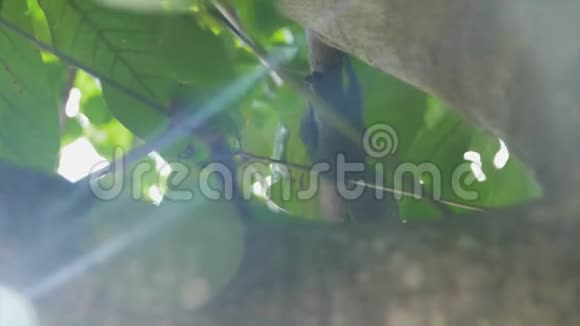 松鼠在马来西亚爬树视频的预览图