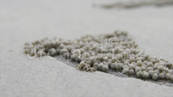 马来西亚美丽的螃蟹沙球视频的预览图