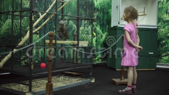 一个女孩在动物园里看一只笼子里的猴子视频的预览图