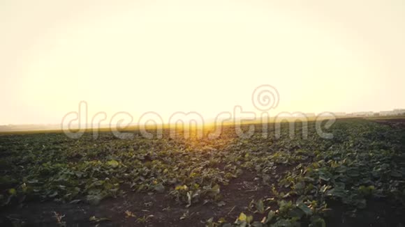 日落时长出绿叶的田野4K视频的预览图