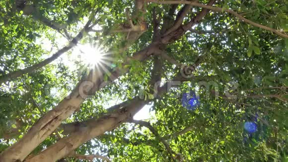 灿烂的阳光穿透树木视频的预览图