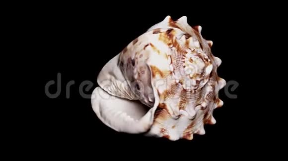 贝壳隔离在黑色背景温暖的灯光特写细节视频的预览图