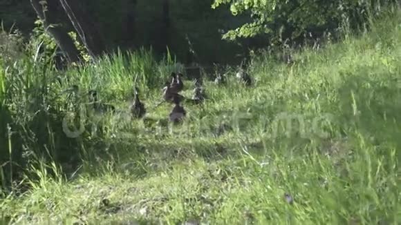 夏天阳光明媚的一天鸭子和成年小鸭子在湖边的草地上嬉戏视频的预览图
