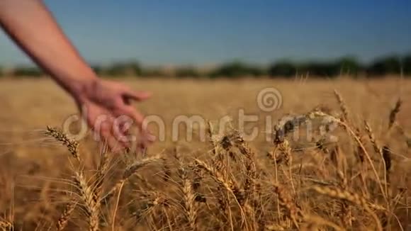 麦子和人的手视频的预览图