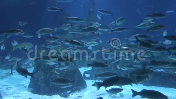 西班牙巴塞罗那水族馆里的雷和鱼视频的预览图
