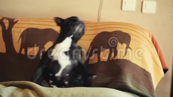 法国斗牛犬舞蹈之家内部视频的预览图
