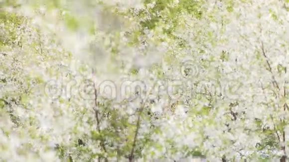 温暖的春风摇动着开花的树木白天阳光聚焦着视频的预览图