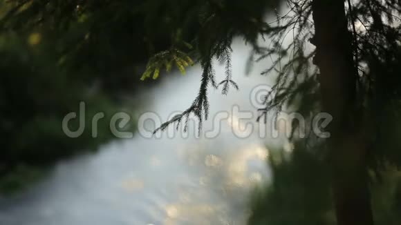在阳光明媚的童话森林中流淌的溪流视频的预览图