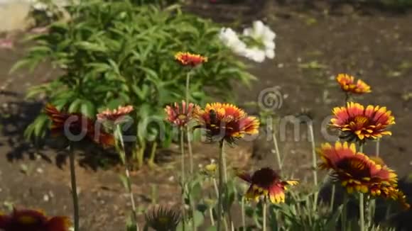 盖尔迪亚是花园的一年生植物视频的预览图