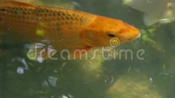 一条金鲤鱼游泳在湖面上张开嘴视频的预览图