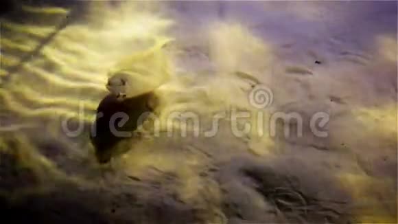 平坦的海鱼在沙子和光的闪烁中比目鱼视频的预览图