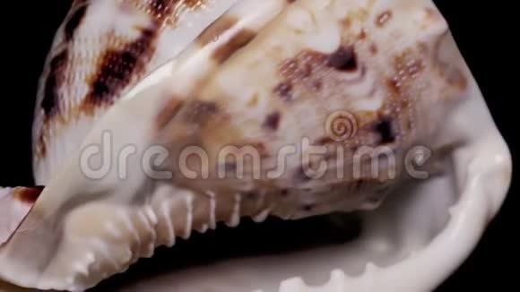 贝壳隔离在黑色背景温暖的灯光特写细节视频的预览图