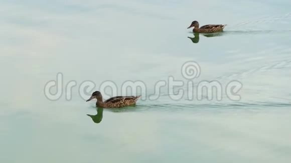两只棕色的鸭子在斯洛文尼亚的湖水中快乐地游泳视频的预览图