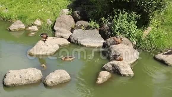 野鸭下午在岩石上休息视频的预览图