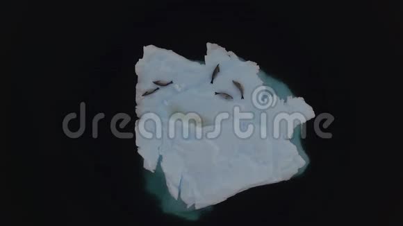 海豹躺在冰山表面安德列夫视频的预览图