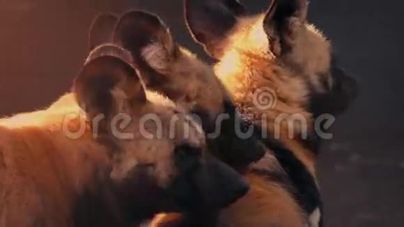夕阳下的鬣狗视频的预览图