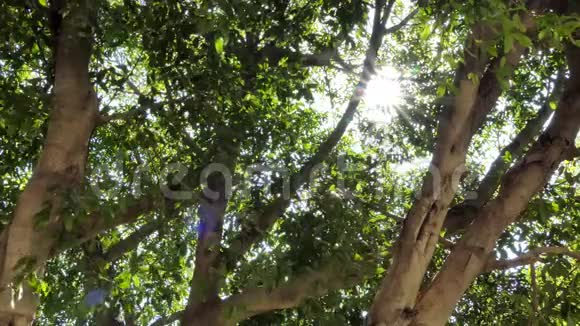 灿烂的阳光穿透树木视频的预览图