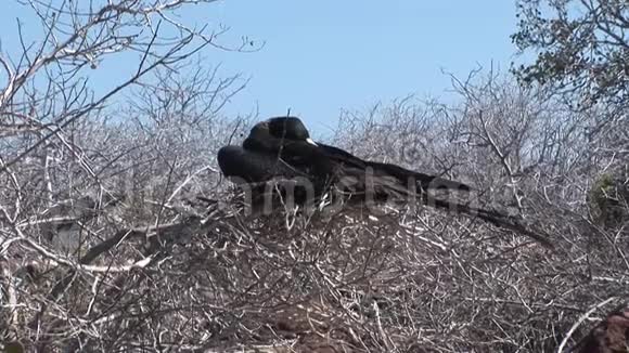 加拉帕戈斯群岛的鸟窝里视频的预览图