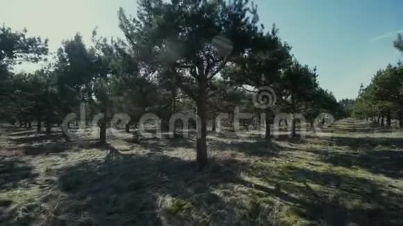 幼松自由森林晴天灯光慢动作树木天空视频的预览图