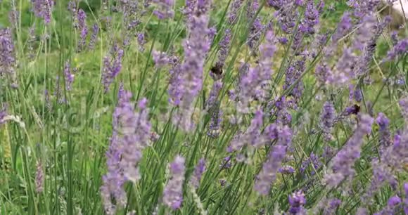 大黄蜂从花园里的薰衣草花中收集花粉自然景观4k视频背景视频的预览图