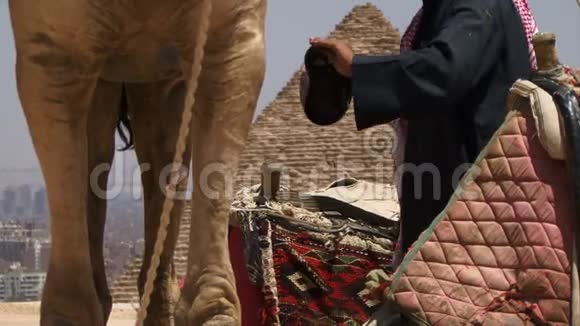 金字塔和骆驼的观点视频的预览图