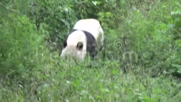 熊猫在成都的树干上朝他家走去视频的预览图