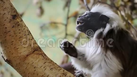 在树干上吃食物的棉花顶塔马林马莫塞特关闭视频的预览图
