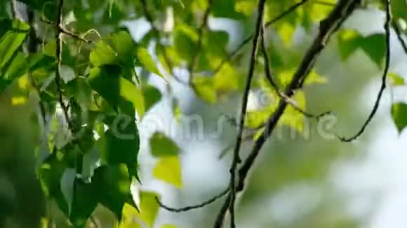 用绿叶衬托桦树美丽的春枝实时4K超高清镜头视频的预览图