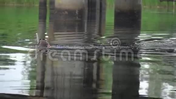 戴着潜水面具的人在河里游泳视频的预览图
