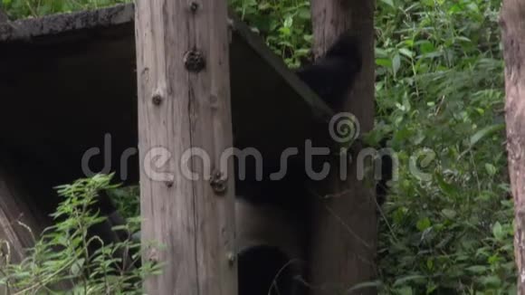 熊猫在中国成都的木屋附近攀爬视频的预览图