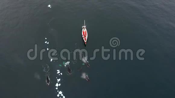游艇跟着一群鲸鱼安德列夫视频的预览图