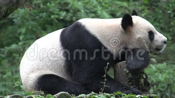 熊猫躺在树干上打哈欠在中国成都出发视频的预览图
