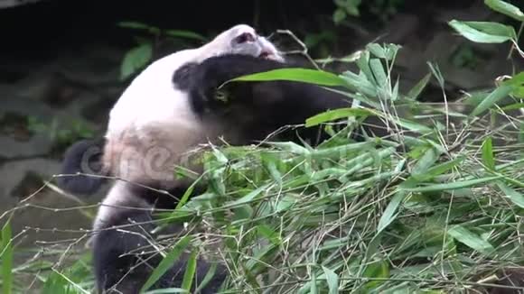 熊猫在成都寻找新的斑纹一边吃竹子一边躺在背上视频的预览图