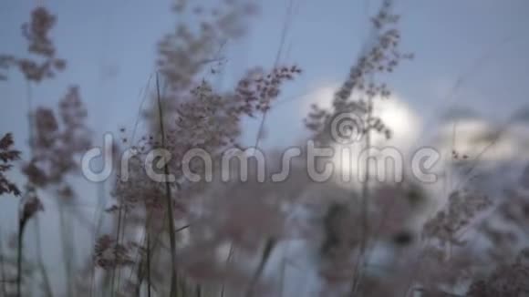 日落时草随着秋天的景色在风中摇曳动作缓慢视频的预览图