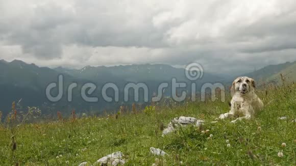 孤独的光牧羊犬在山里休息视频的预览图