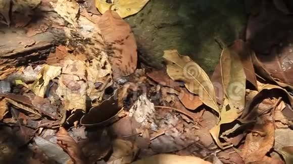 在森林里的蚂蚁踪迹视频的预览图