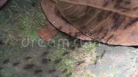 在森林里的蚂蚁踪迹视频的预览图