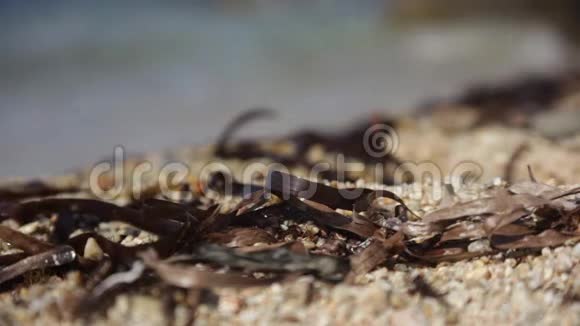 海边被风吹动的藻类的细节视频的预览图