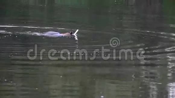 一个人躺在水中然后潜水视频的预览图