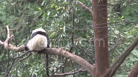 熊猫在一棵树上抓着他的腿试图在中国成都睡觉视频的预览图