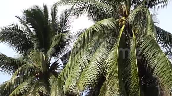 椰子树视频的预览图