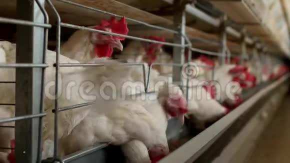 养鸡的家禽养殖场鸡蛋经过运输鸡和蛋制造厂视频的预览图