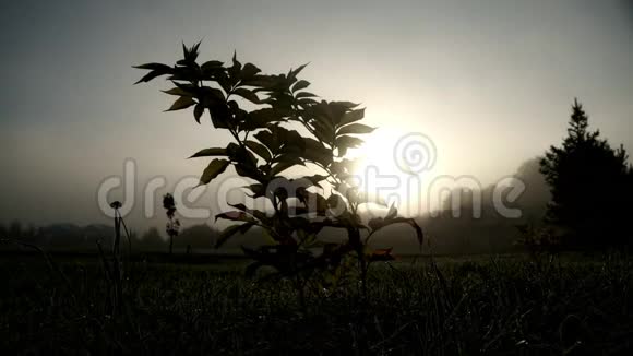 在日出的背景下在草和植物上滴下晨露视频的预览图