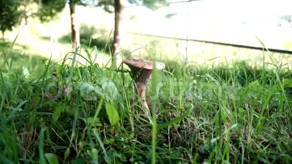 在夏季森林的绿草上种植蘑菇视频的预览图