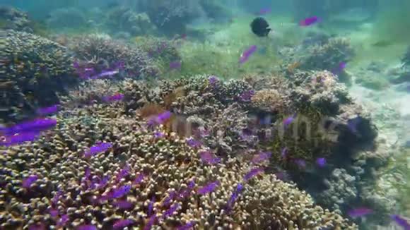 珊瑚礁的水下世界海洋中的热带鱼水下世界珊瑚中的鱼类视频的预览图