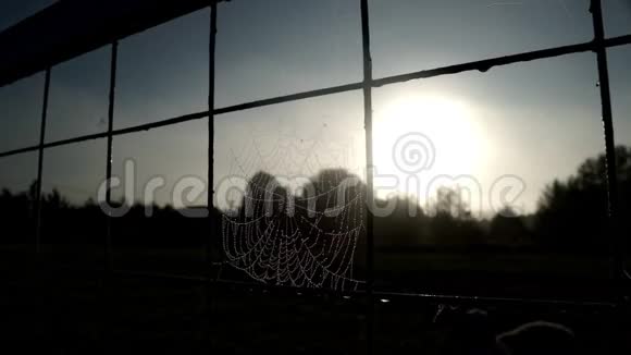 在阳光背景下用露水滴在网格围栏上关闭蜘蛛网视频的预览图
